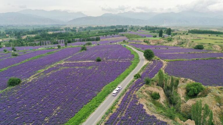 Chine : champs de lavande au Xinjiang