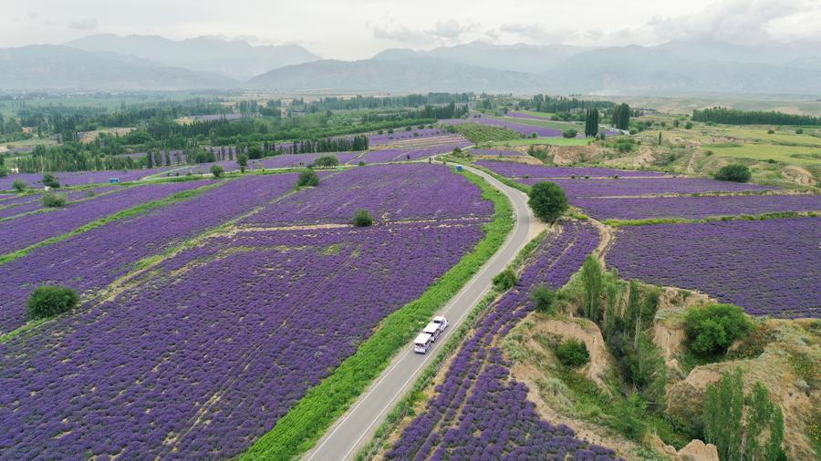 Chine : champs de lavande au Xinjiang