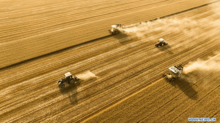 Image Chine Céréale
