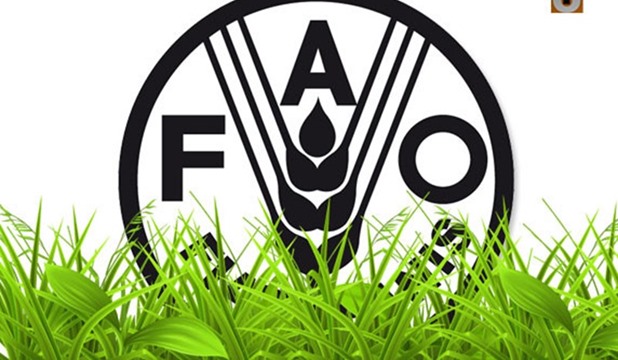 Image FAO