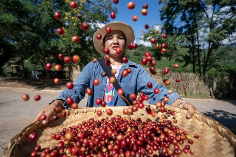Chine : culture du café au Yunnan