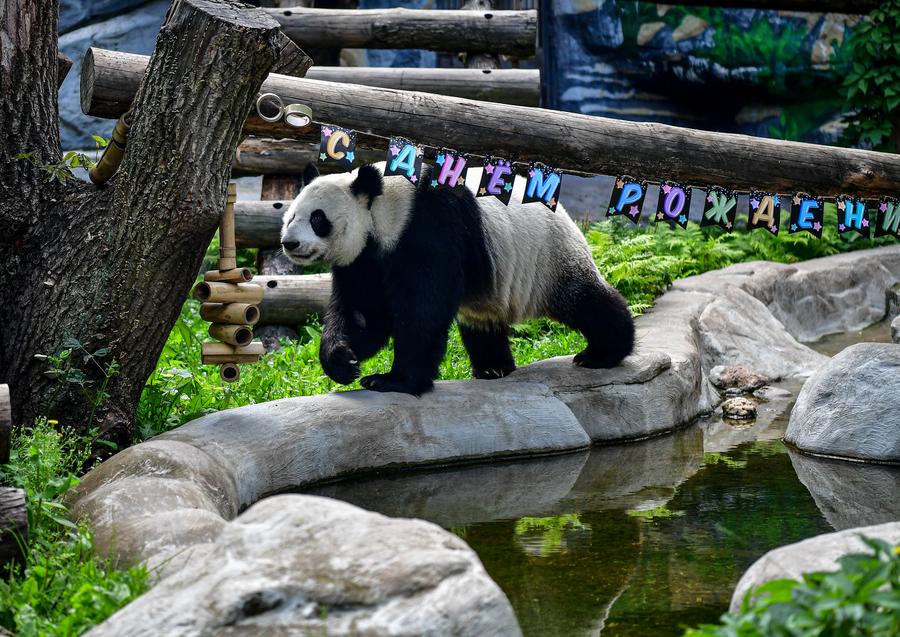 Russie : célébration d'anniversaire du panda géant Dingding à Moscou