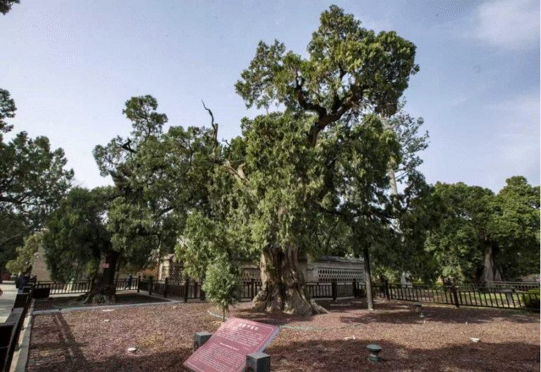 Quotidien du peuple cyprès millenaires