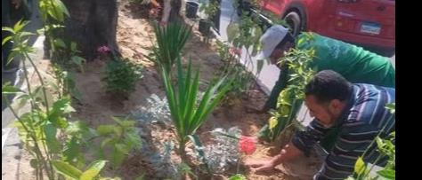 Image Egypte plantation arbre