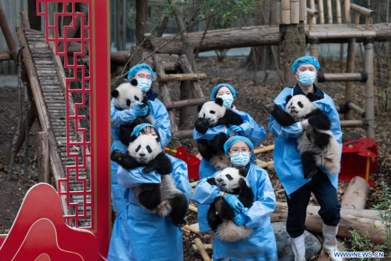 Image Chine 30 petits pandas nouvel an