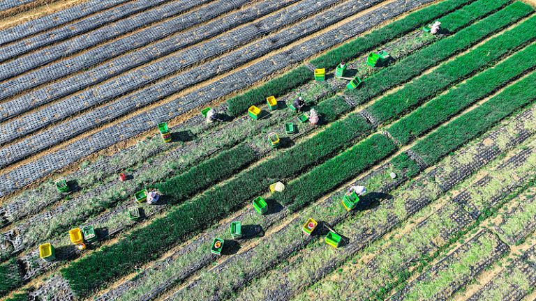 Image Chine modernisation agriculture
