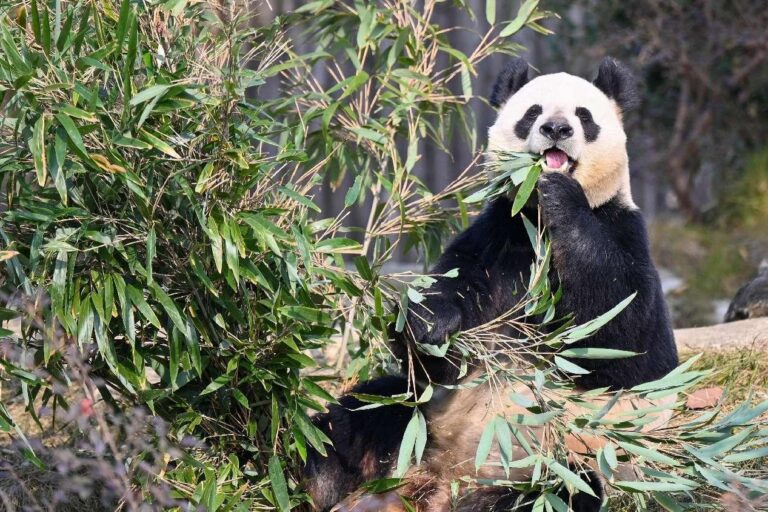 Quotidien du peuple pandas du Sichuan
