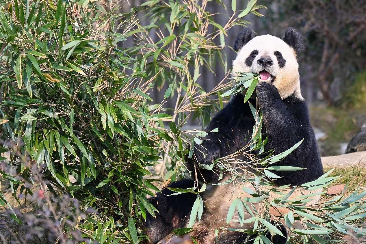 Quotidien du peuple pandas du Sichuan