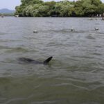 Quotidien du peuple poisson biométrique